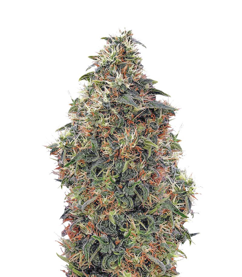 Sweet Mango Auto, Фасовка: 3