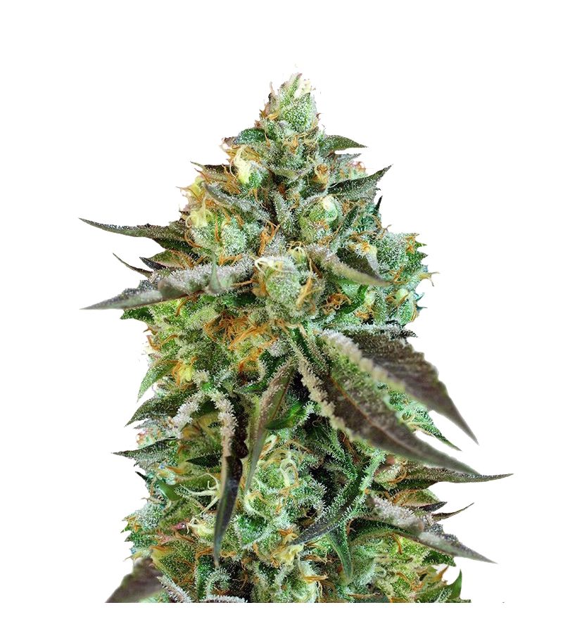 Sweet Nurse Auto CBD, Фасовка: 3+1