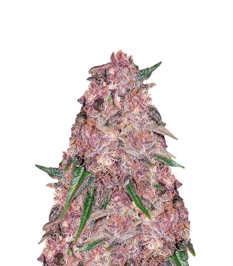 Sweet Purple, Фасовка: 5