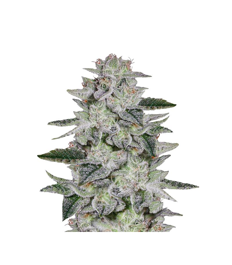 Sweet Valley Kush, Фасовка: 3