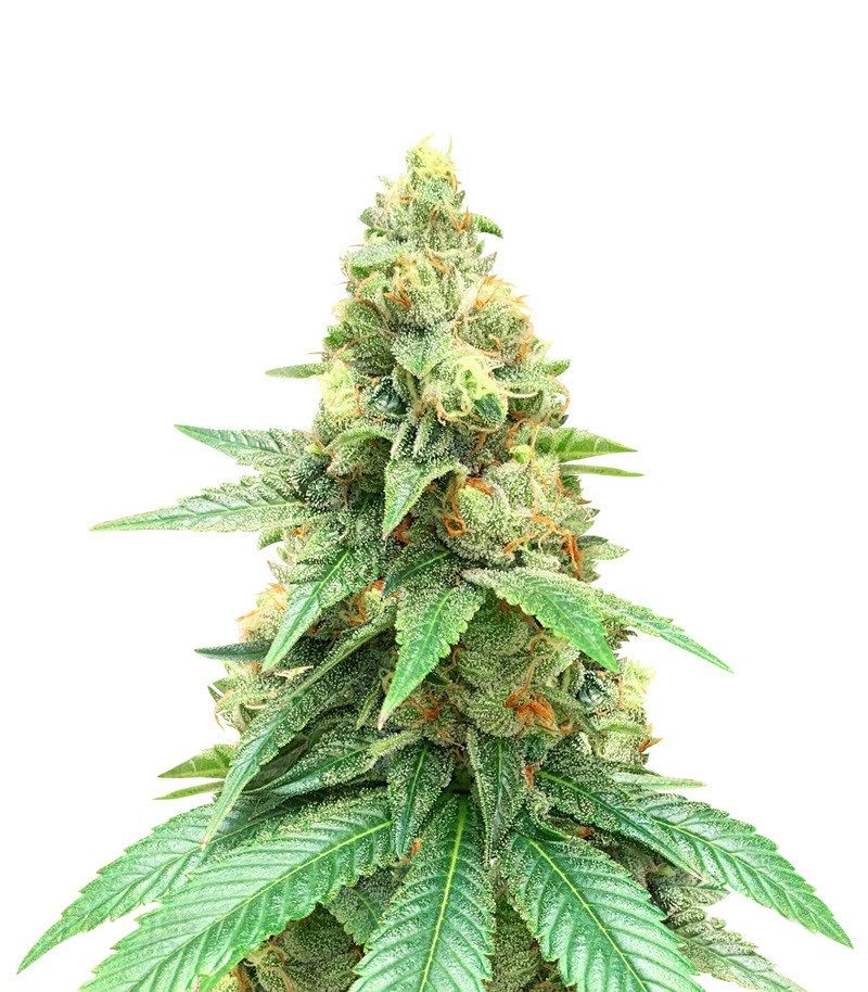 Trainwreck, Фасовка: 3