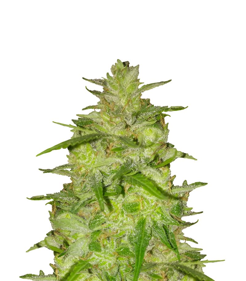 Vertigo Auto, Фасовка: 1