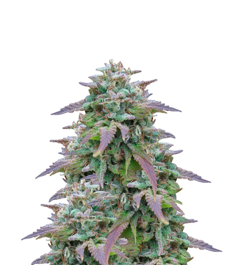 White Berry, Фасовка: 5