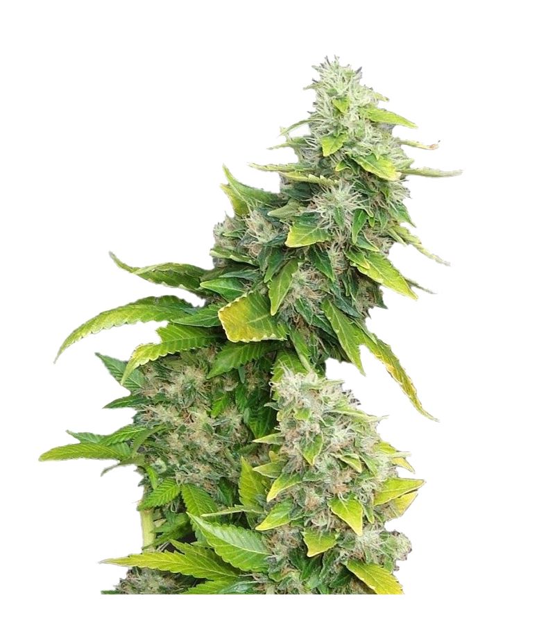 White Rhino, Фасовка: 3