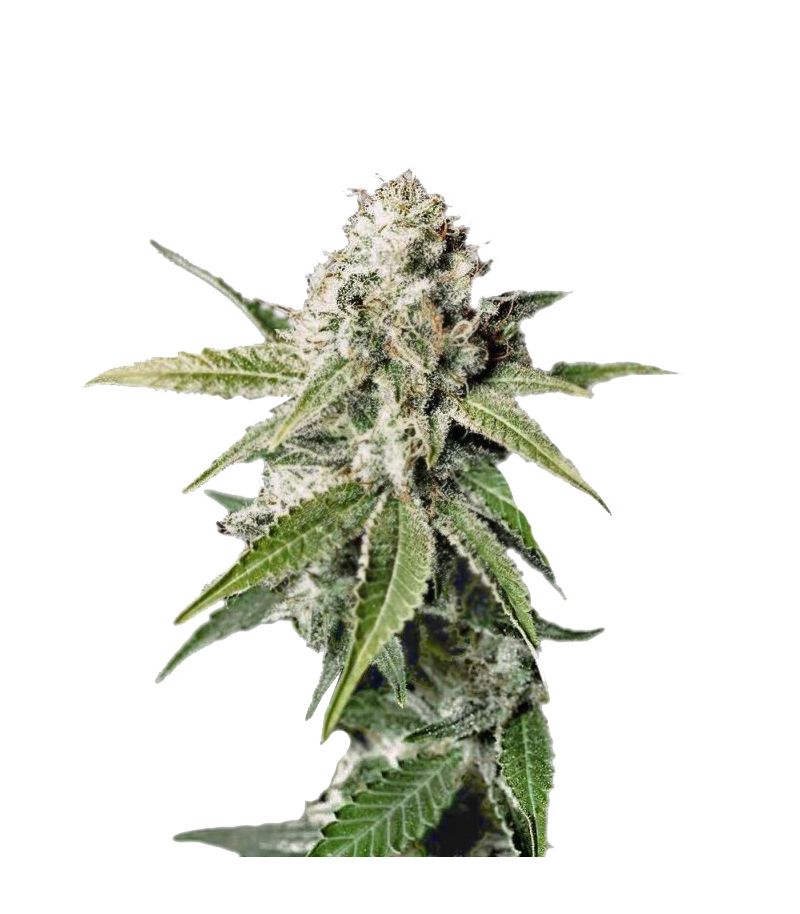 White Widow, Фасовка: 5