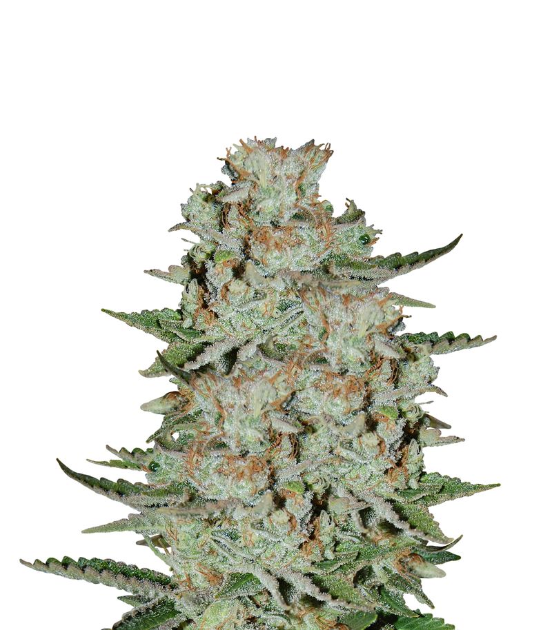 White Widow, Фасовка: 3+1, изображение 2