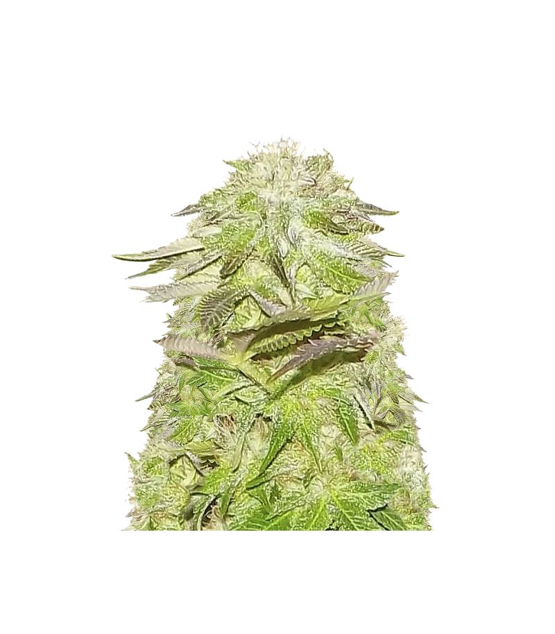 White Widow, Фасовка: 3+1