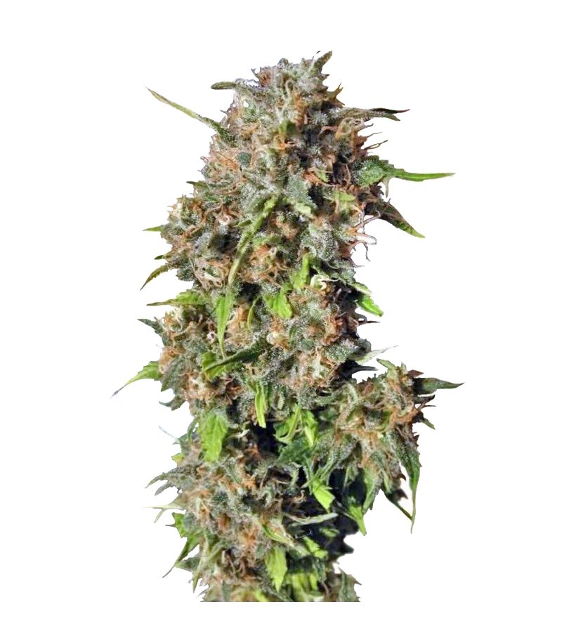 Wild Rose, Фасовка: 5+2