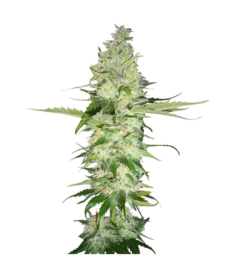 Wonder Woman, Фасовка: 10