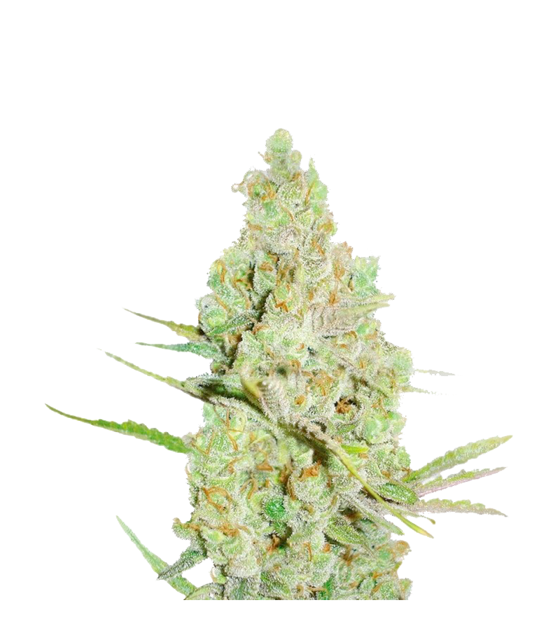 1024, Фасовка: 3