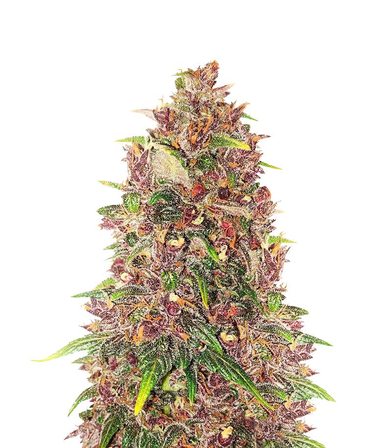 C4 Auto, Фасовка: 5