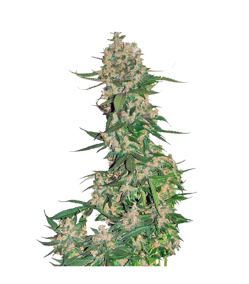 Crystal Meth Auto, Фасовка: 1