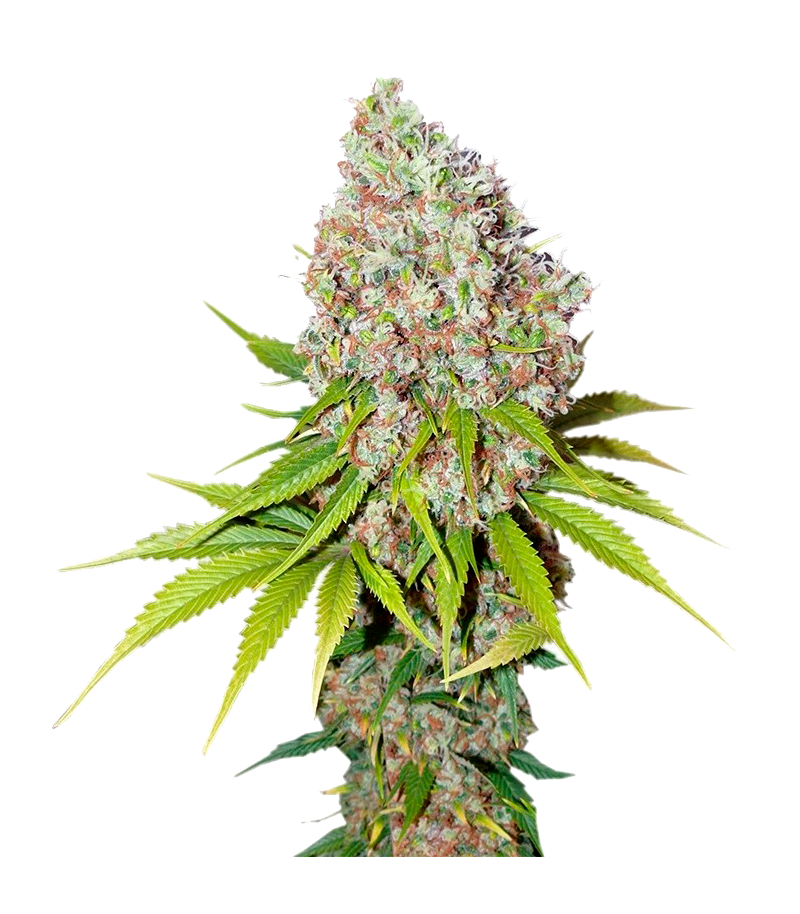 Ice Auto, Фасовка: 3