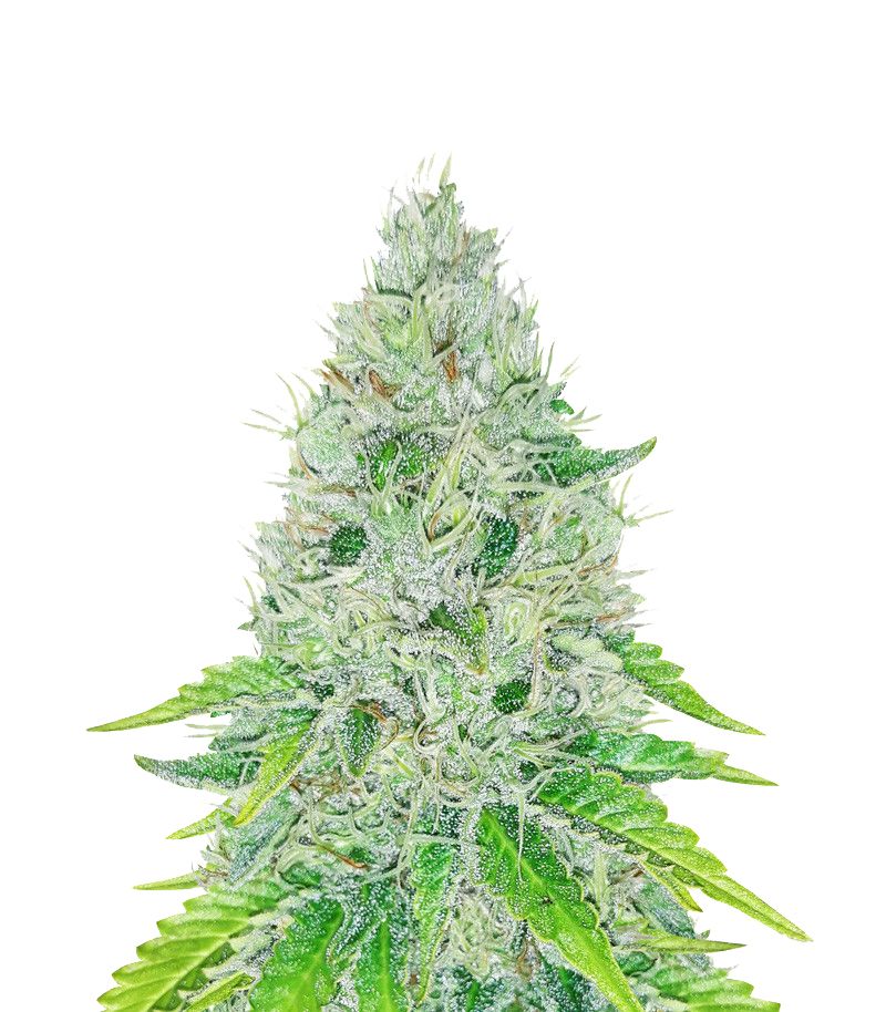 The Church, Фасовка: 3