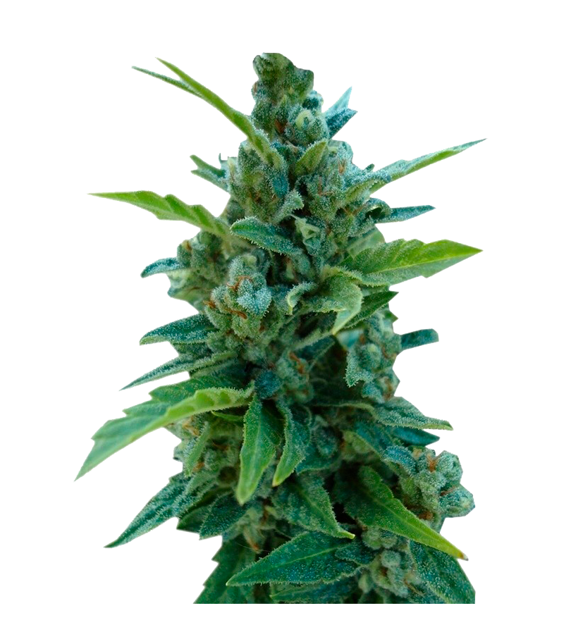 Automaria #2, Фасовка: 10