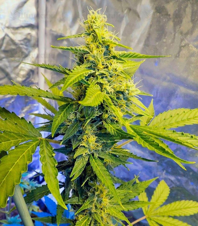 Automaria #2, Фасовка: 10, изображение 3