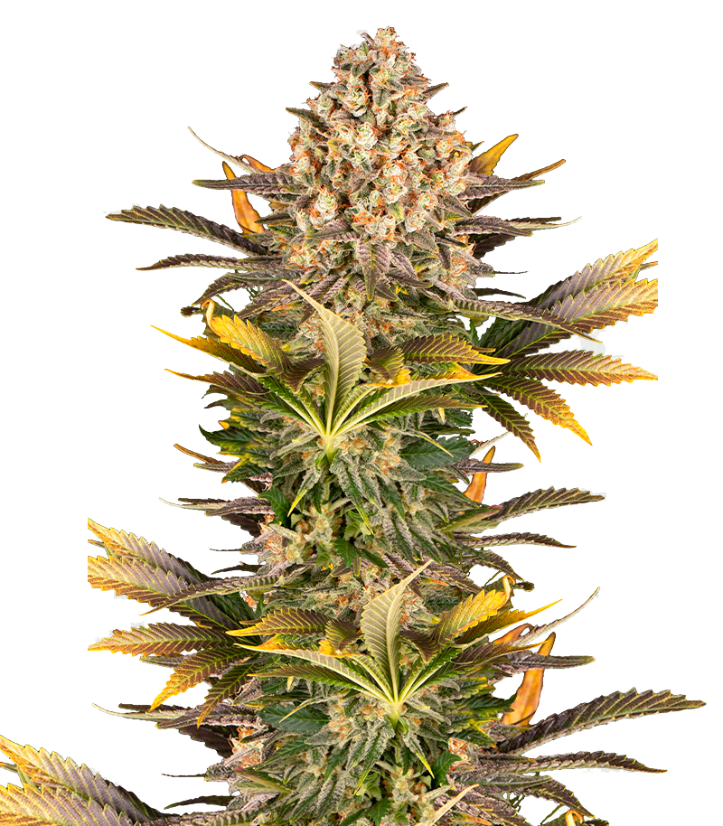 Banana Punch, Фасовка: 5