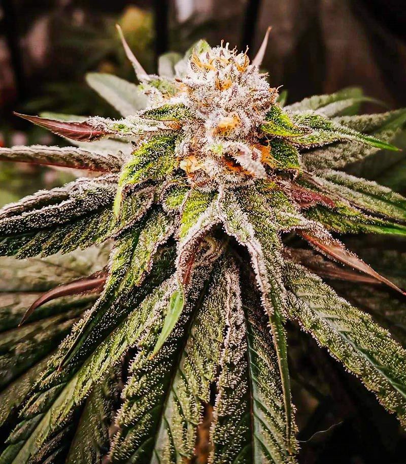 Banana Punch, Фасовка: 5, изображение 3