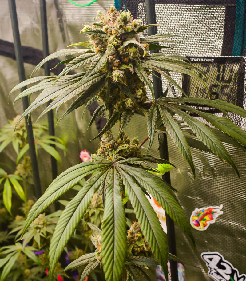 Banana Punch, Фасовка: 5, изображение 2