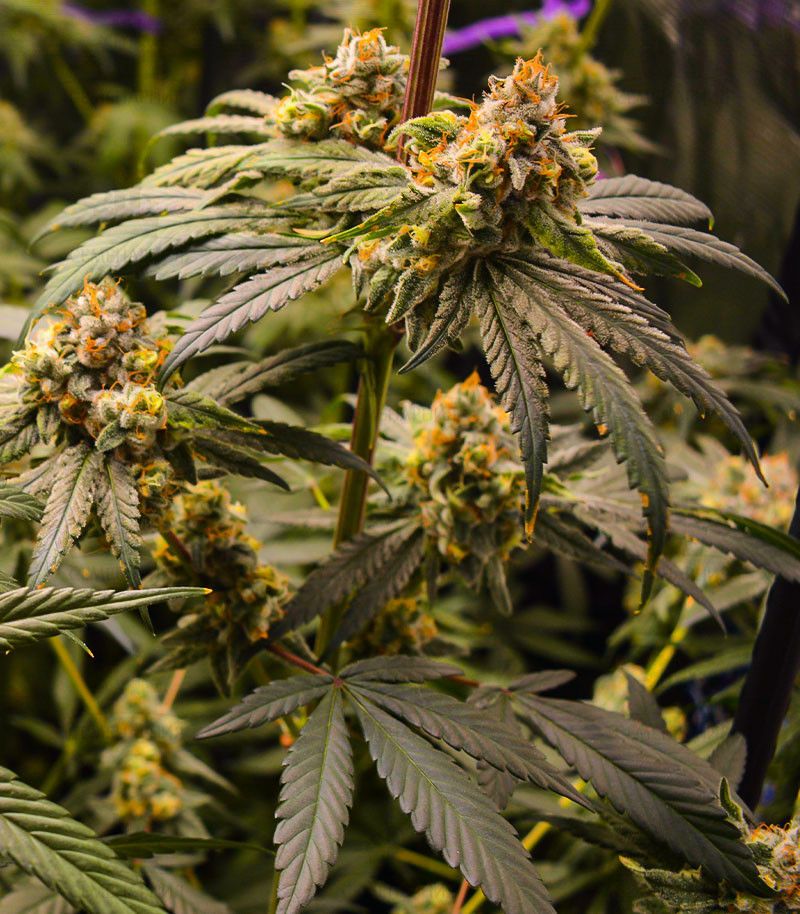 Banana Punch, Фасовка: 5, изображение 4