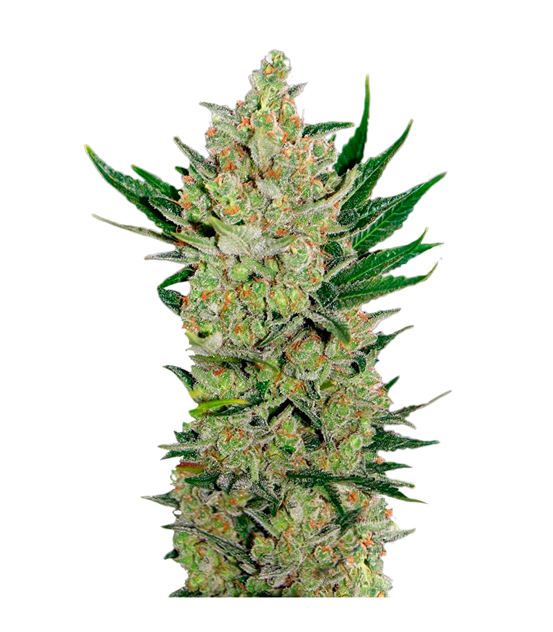 Blue Cheese auto, Фасовка: 3