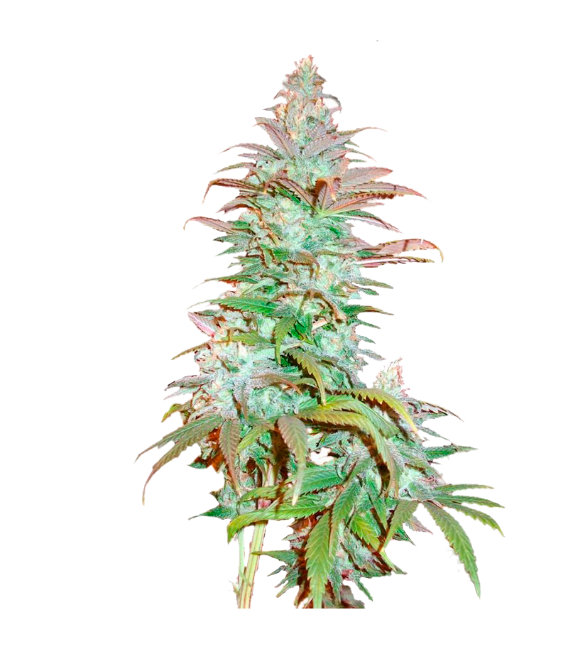 Blueberry Cheese (Blue Cheese), Фасовка: 3