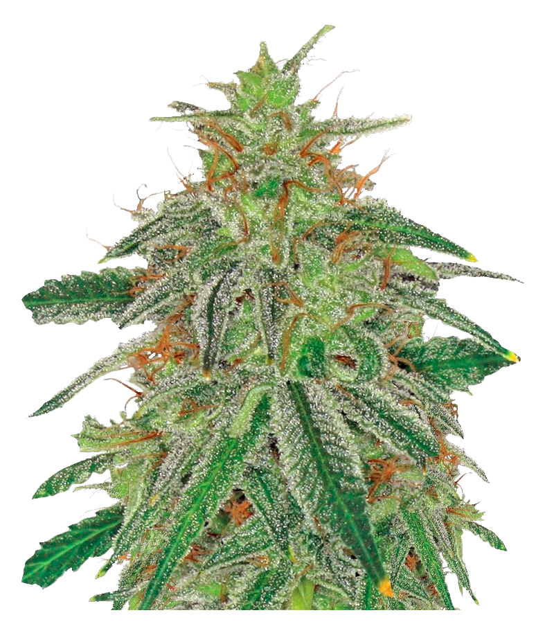 Blue Mammoth autofem, Фасовка: 5