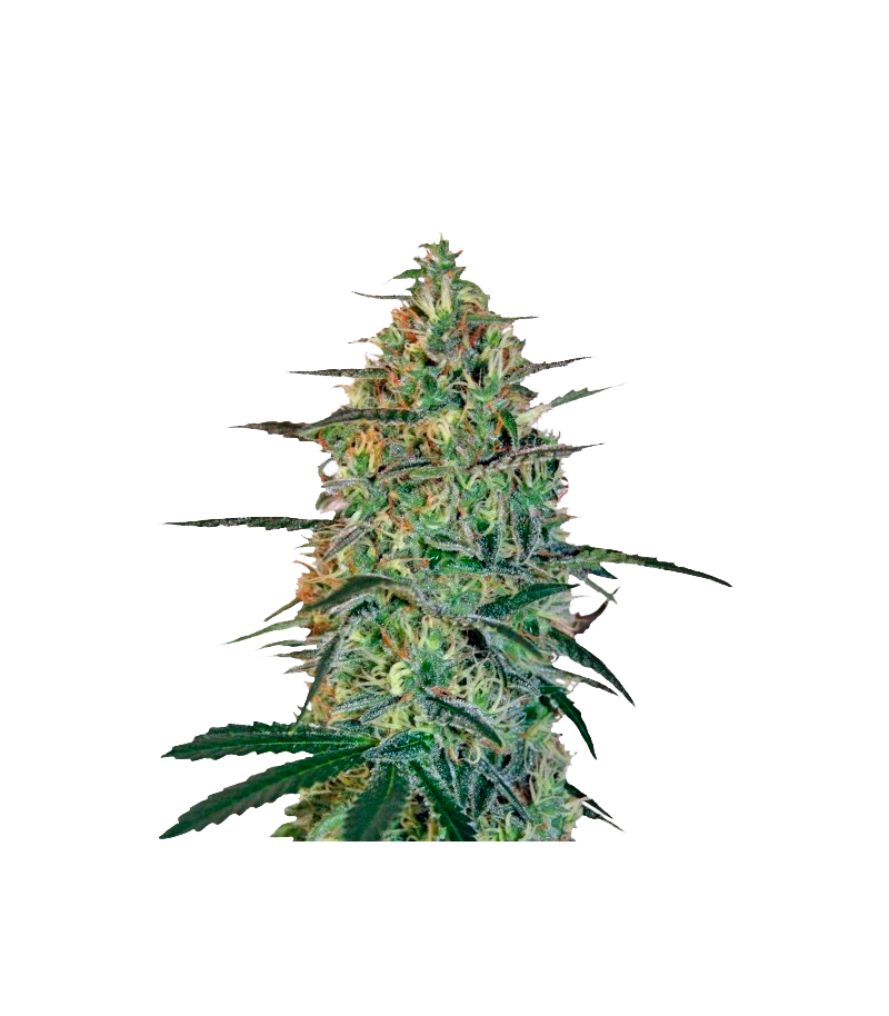 Malana Bomb Auto, Фасовка: 5