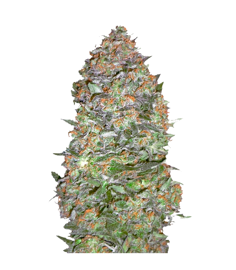 N.Y.C. Diesel Auto, Фасовка: 1