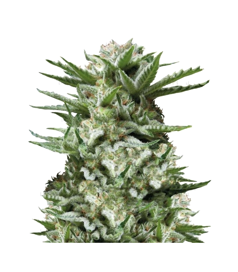 Sweet Madness Auto, Фасовка: 5+1