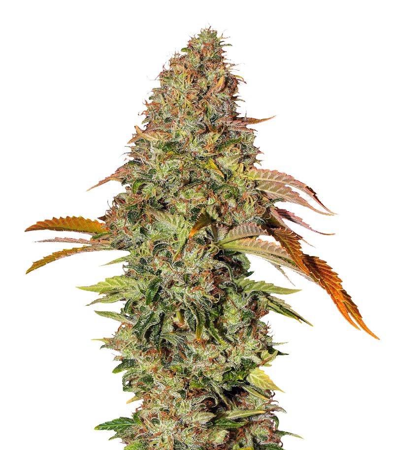 Zkittlez OG Аuto, Фасовка: 5