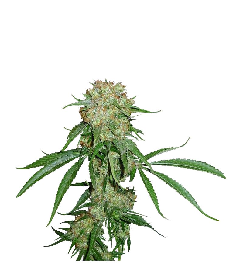 Crimea Blue fem, Фасовка: 1