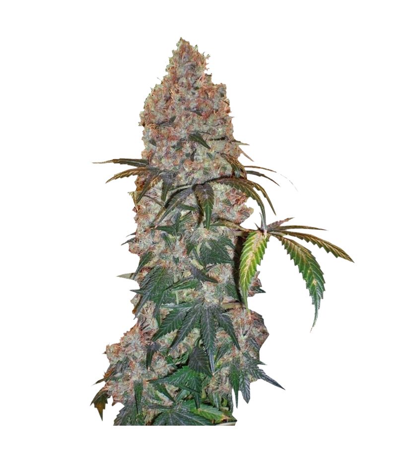 Violator Kush fem, Фасовка: 5