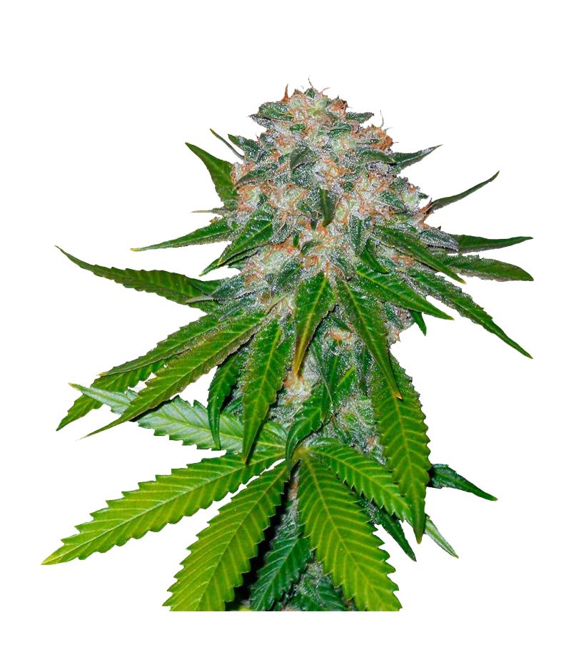 8 Ball Kush, Фасовка: 1