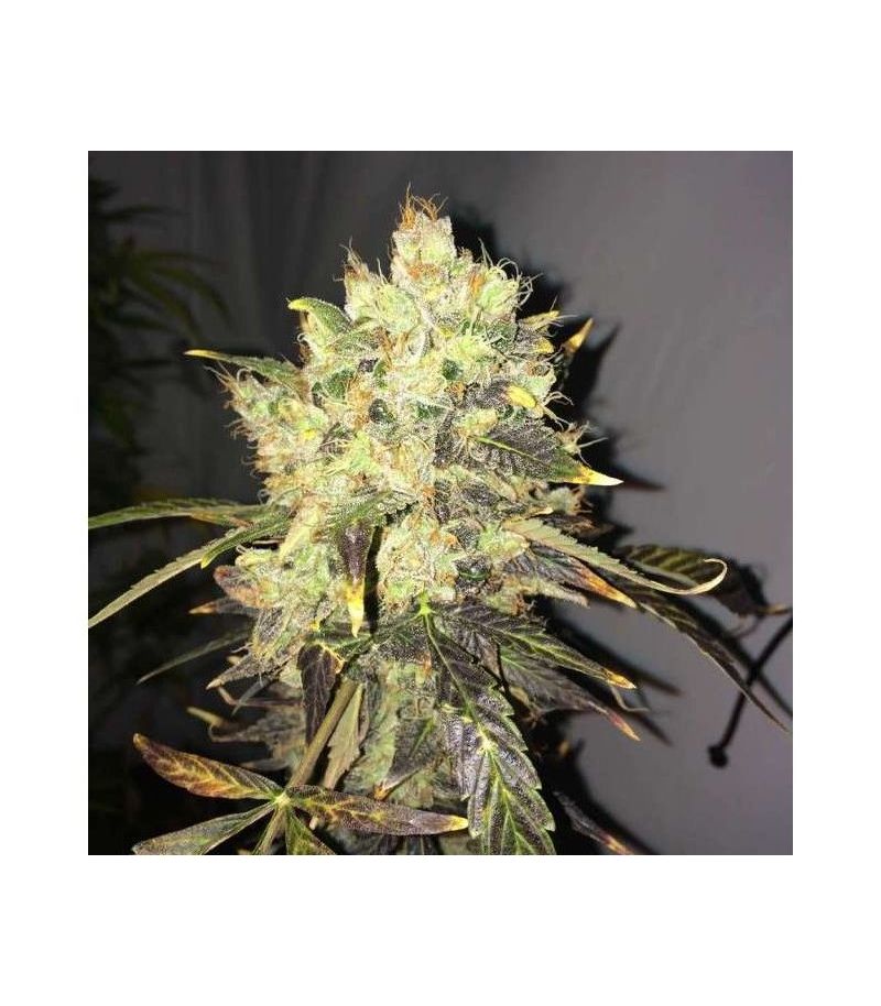 Supreme CBD Durban, Фасовка: 5