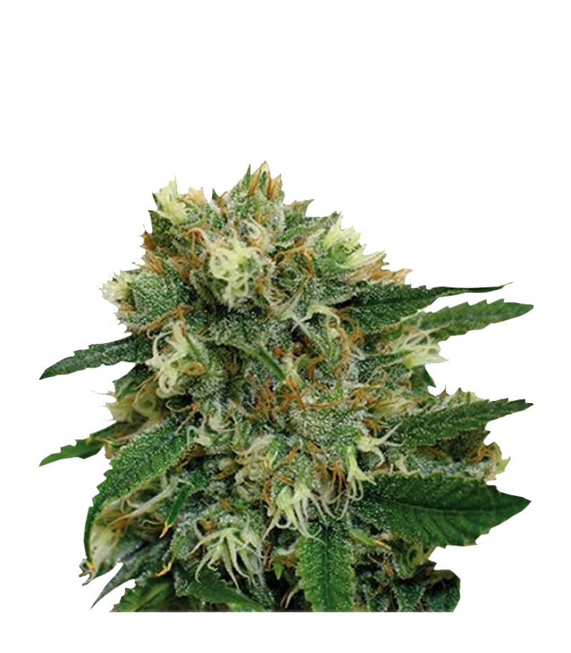 Phatt Fruity fem, Фасовка: 1