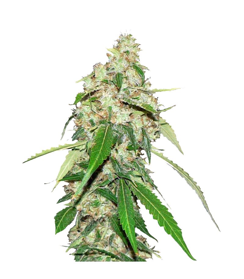 Top Dawg fem, Фасовка: 10