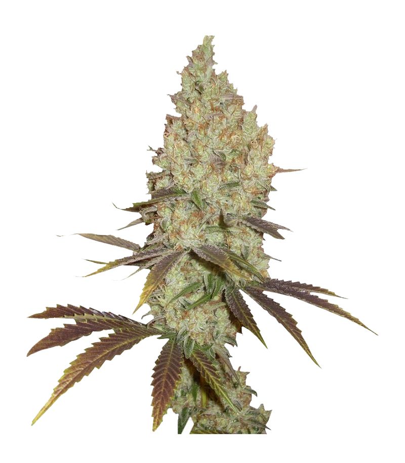 Red Dragon fem, Фасовка: 5