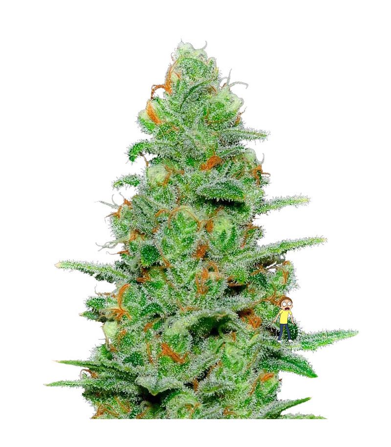 Crazy Miss Hyde Auto, Фасовка: 1