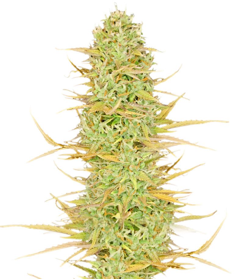 Original Auto White Widow, Фасовка: 3