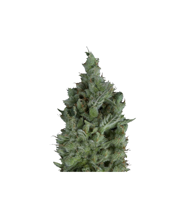 Wendy, Фасовка: 5+1