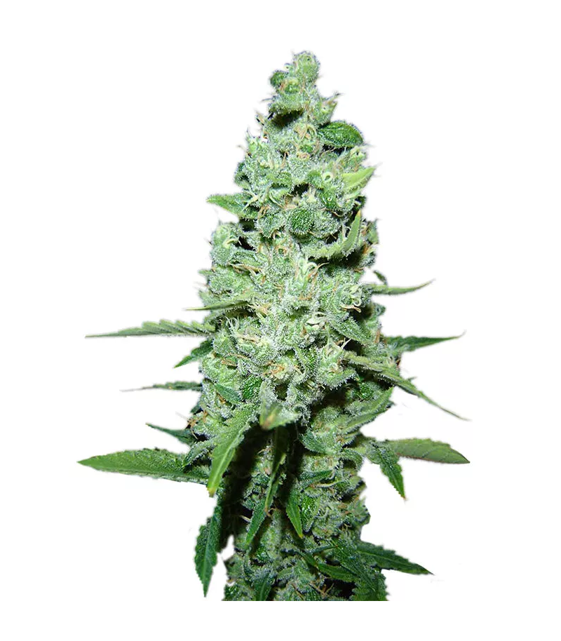 Auto AK-47, Фасовка: 3