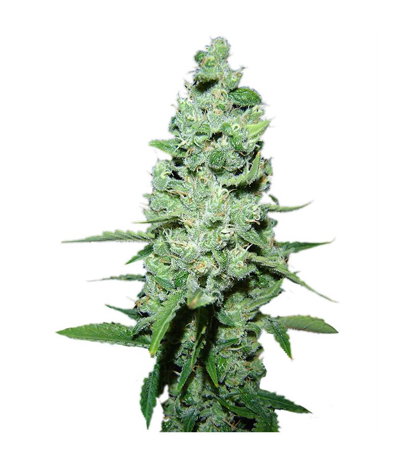 AK-47 Reg, Фасовка: 11