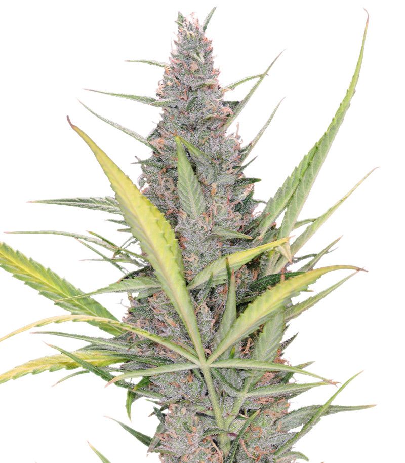 Original Auto Cheese, Фасовка: 1