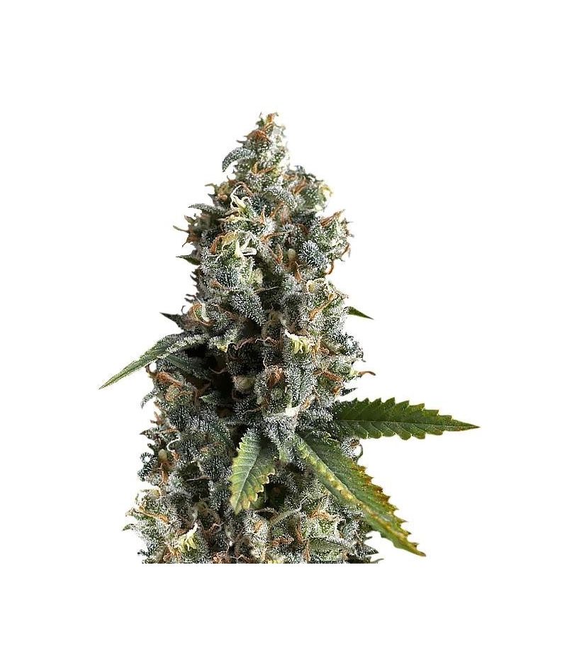 AK-74, Фасовка: 5+1