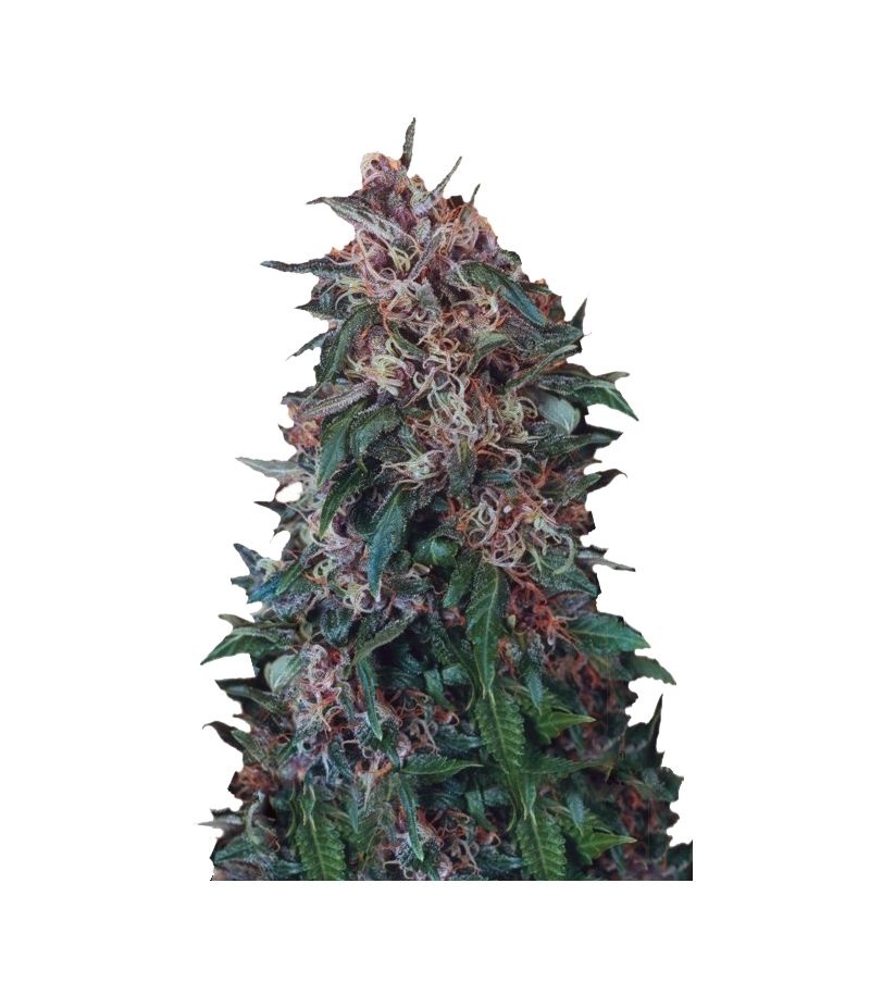 Hollands Hope Reg, Фасовка: 10