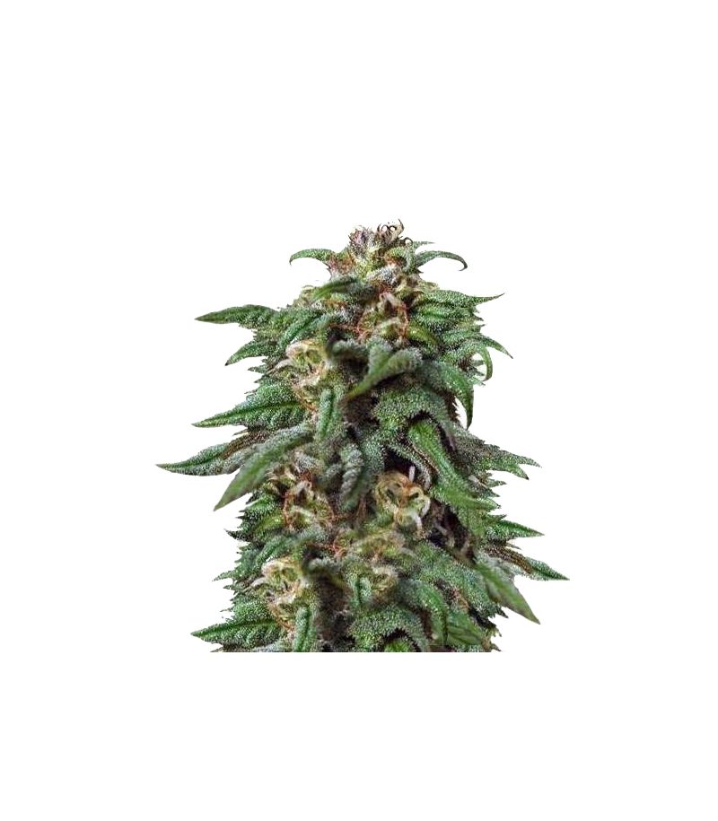 Biddy Early, Фасовка: 6