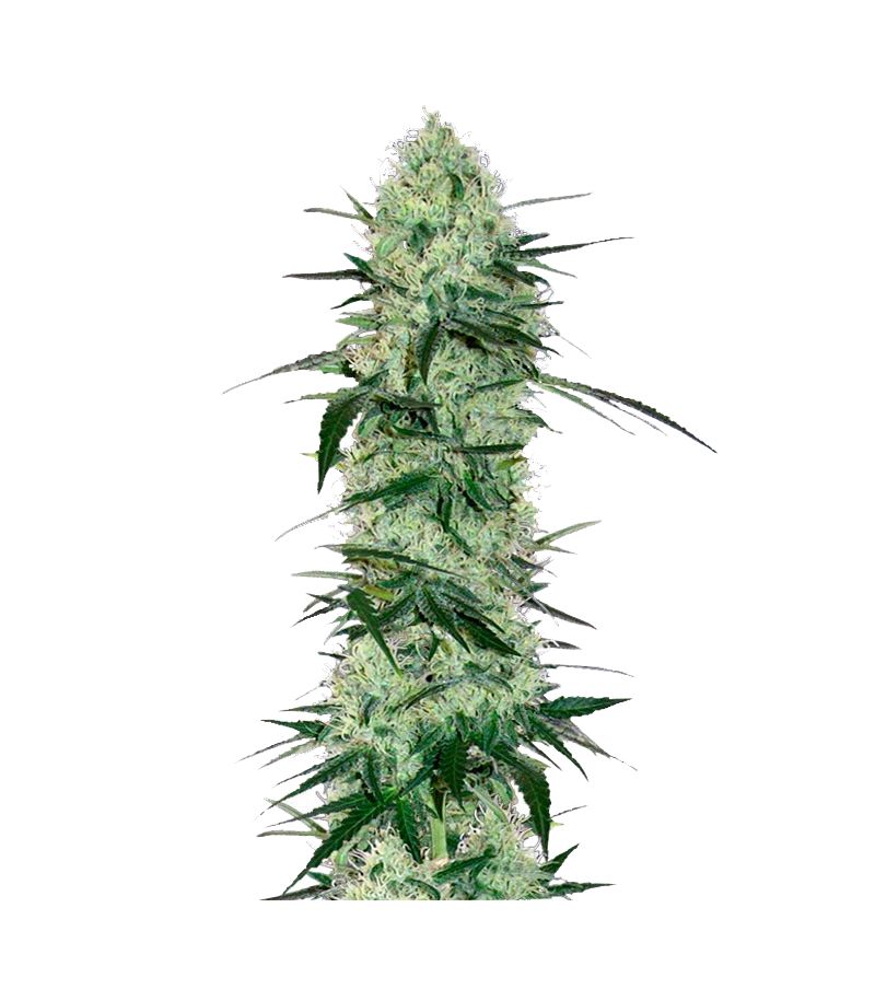 Tangerine Dream Auto, Фасовка: 3