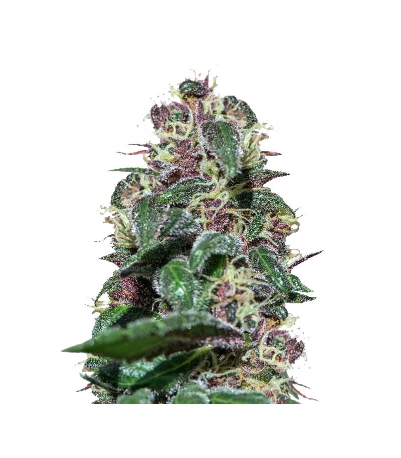 Ayahuasca Purple, Фасовка: 3