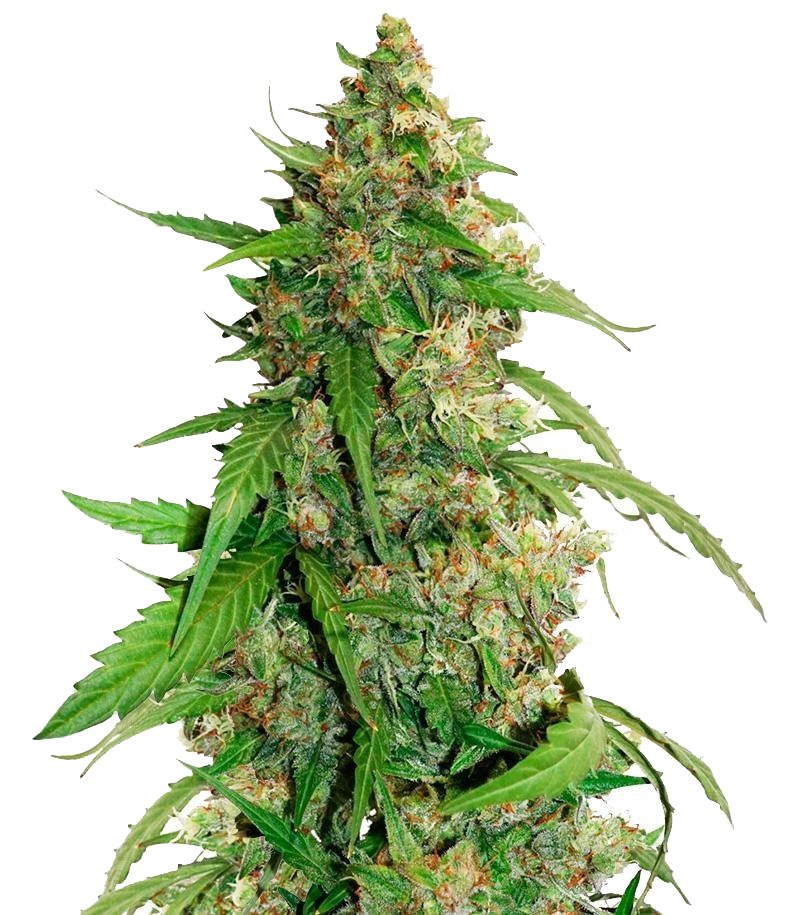 CBD Auto Compassion Lime, Фасовка: 3